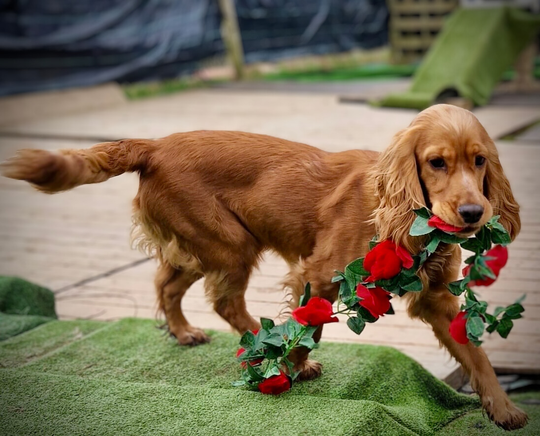 puppy training