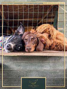 dog daycare gallery