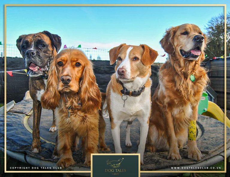 dog daycare in Kennington