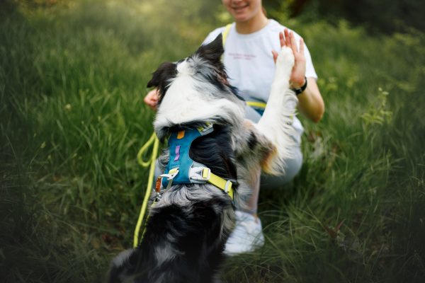 Woolly Wolf Alpha 360 Dog Harness - Image 24