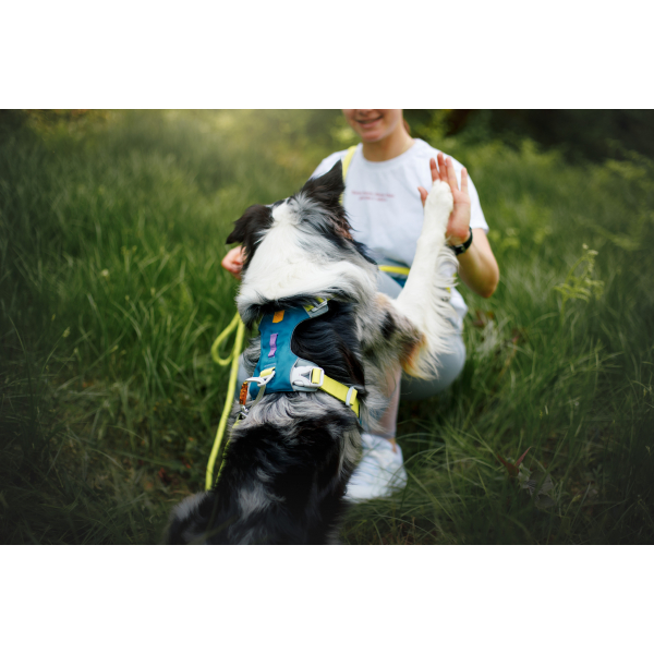 Woolly Wolf Alpha 360 Dog Harness - Dog Tales Club
