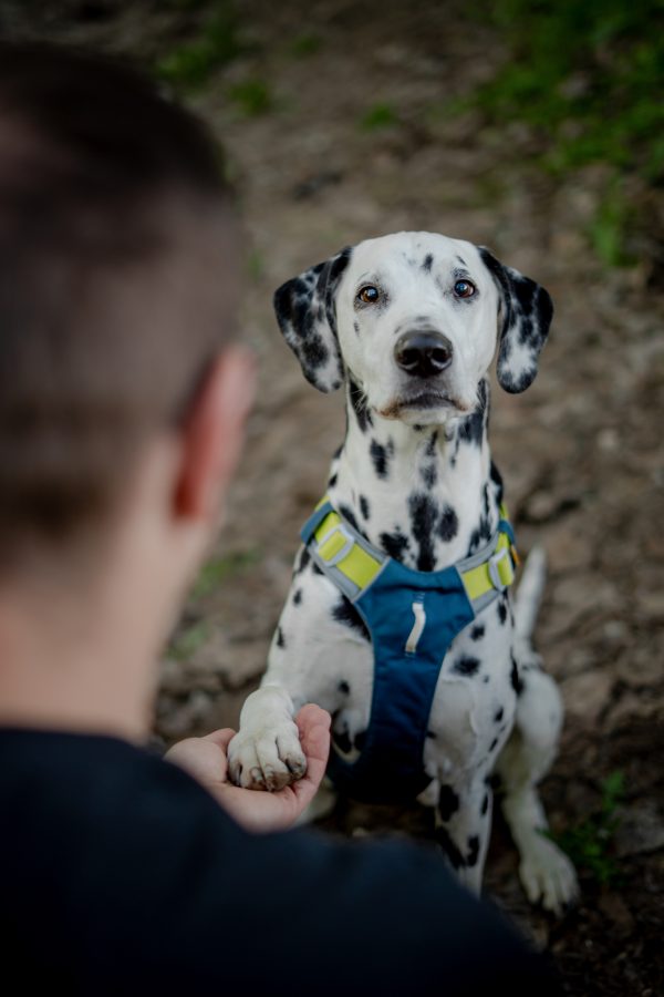 Woolly Wolf Alpha 360 Dog Harness - Image 22