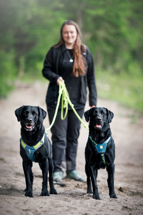 Woolly Wolf Alpha 360 Dog Harness - Image 23