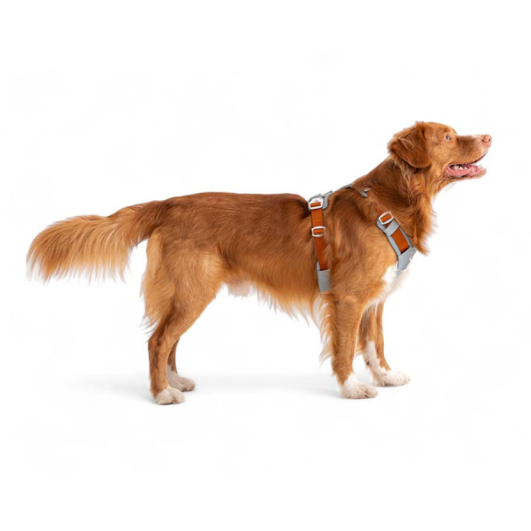 Woolly Wolf Alpha 360 Dog Harness - Dog Tales Club