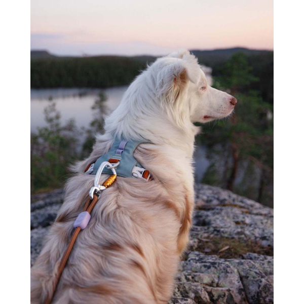 Woolly Wolf Alpha 360 Dog Harness - Dog Tales Club
