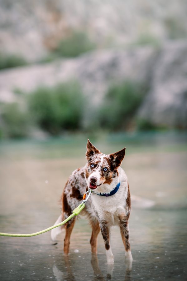 Woolly Wolf Rope Lead - Image 6