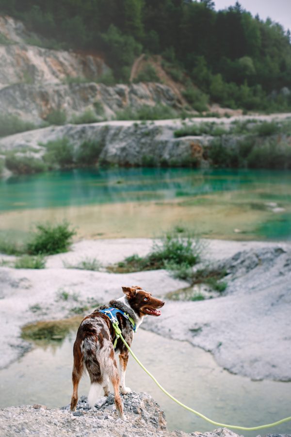 Woolly Wolf Rope Lead - Image 7