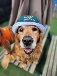 Dental Health Pet