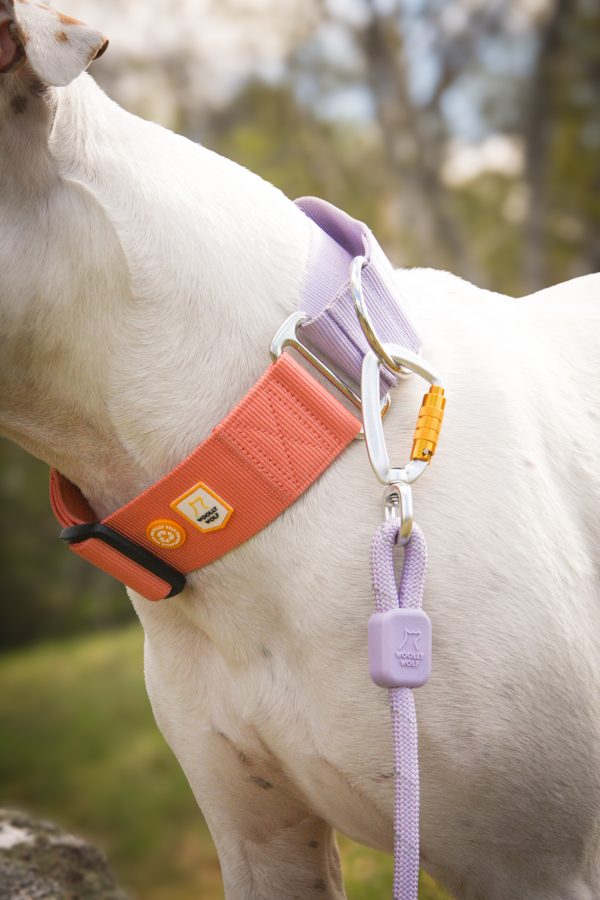 Woolly Wolf Colour Block Martingale Dog Collar
