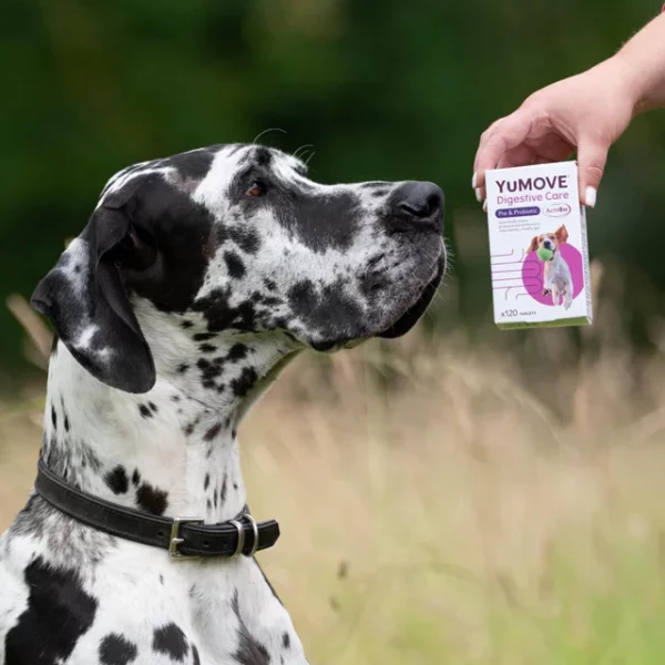 YuMOVE Digestive Care Pre & Probiotic for Dogs - Image 3