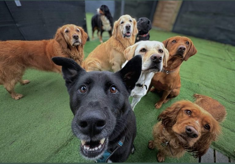Dog daycare in Battersea – Dog Tales Club