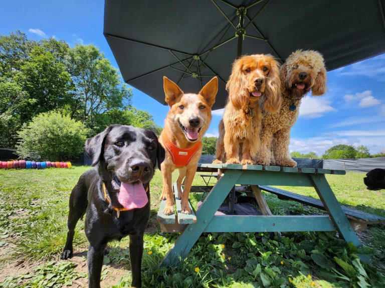 Dog daycare in Stockwell – Dog Tales Club