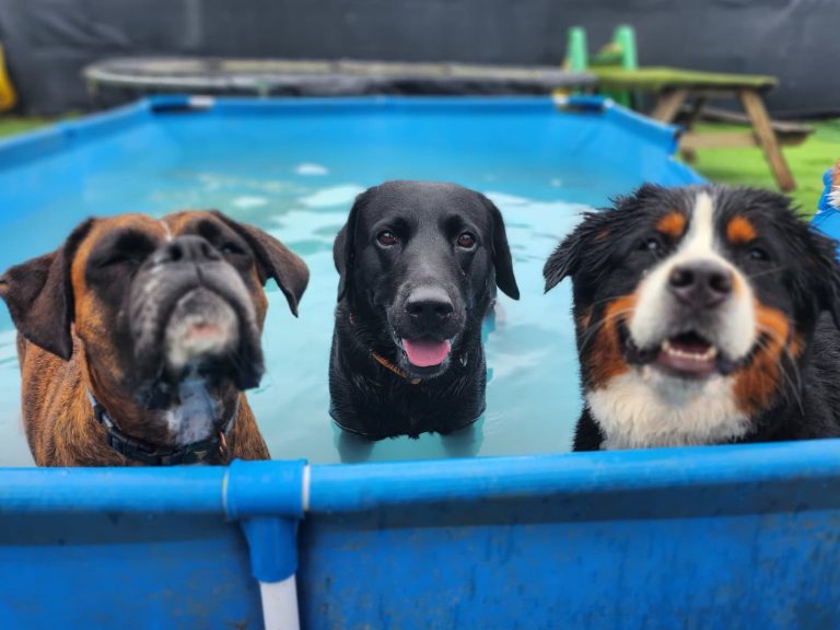 Dog daycare in Balham – Dog Tales Club