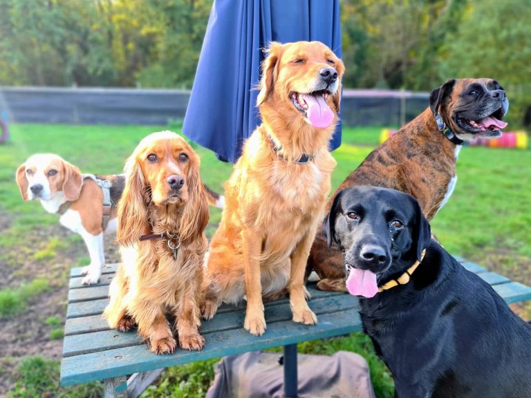 Dog daycare in Wandsworth – Dog Tales Club