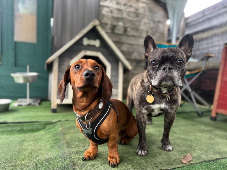 Dog daycare in Kennington – Dog Tales Club
