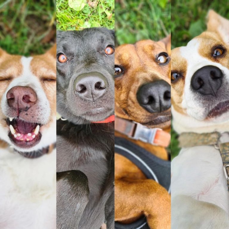 Dog daycare in Camberwell – Dog Tales Club