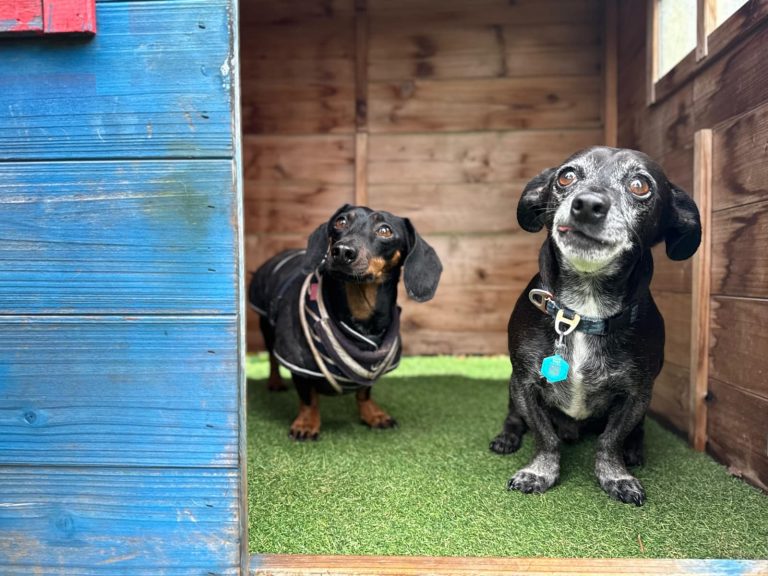Dog daycare in Walworth – Dog Tales Club